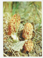Postal Stationery Belarus 1999 Mushroom - Champignons