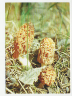 Postal Stationery Belarus 1999 Mushroom - Pilze