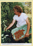 Eric LE DUC Maraîcher Ramasse Ses Tomates-cerises / PLOUGASNOU (29) (QUINQUIS J.) C.M.T.B. N° 90 / 400 Ex (CARTOUEST) - Campesinos