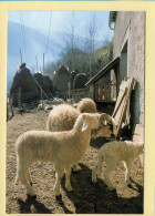 Les Familiers De La Ferme En Haute Montagne (Elizabeth ARRIUS-PARDIES N° D 14) Images D'un Temps Qui Passe - Paesani