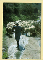 Troupeau à Contre Jour Dans Un Chemin Creux (Elizabeth ARRIUS-PARDIES N° D 47) Images D'un Temps Qui Passe - Campesinos