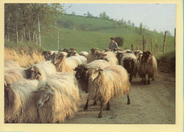 Sur Une Route Du Pays Basque (Elizabeth ARRIUS-PARDIES N° C 104) Troupeaux Et Bergers En Pyrénées - Paesani