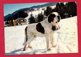 AA864 CHIEN  NOMME  KOKO SAINT BERNARD   DES NEIGES - Chiens