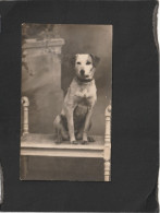 129040           Francia,   Carte  Postale,  Cane,   NV(scritta) - Chiens