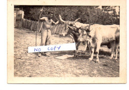 PHOTO - DANS UNE FERME - HOMME TORSE NU TENANT D'UNE MAIN UNE CORNE D'UN BOEUF DE SON ATTELAGE - Anonieme Personen