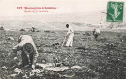 12 - AUBRAC _S28953_ Montagnes - Récoltes De La Gentiane - Agriculture - Autres & Non Classés