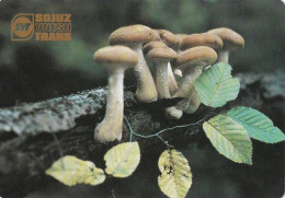 Armillaria,  Mushrooma, USSR, 1991 100 X 70 Mm - Tamaño Grande : 1991-00