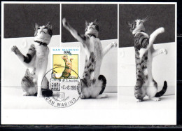 REPUBBLICA DI SAN MARINO 1991 COSE GESTI E AFFETTI IL MICIO THE CAT LIRE 500 MAXI MAXIMUM CARD CARTOLINA CARTE - FDC