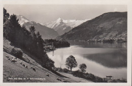 Austria - 5700 Zell Am See - Schafe Auf Der Weide Mit Dem Kitzsteinhorn - Nice Stamp 1953 - Zell Am See