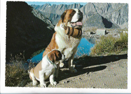 C6363/ Grand Saint-Bernard Bernhardiner Hunde 60er Jahre  21 X 15 Cm  AK - Chiens