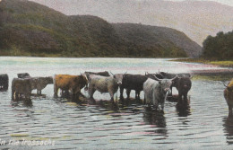 Postcard - The Trossachs - Cattle Paddling  - Very Good - Unclassified