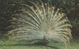 Postcard - White Peacock - Suffolk Wild Life Park - Card No.kswp8 - Very Good - Zonder Classificatie