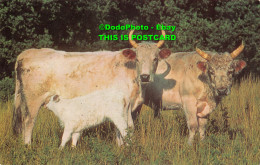 R421522 Family Group. Chillingham Cattle. Chillingham Wild Cattle Association. S - World