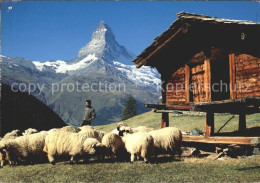 11852446 Zermatt VS Findeln Schafe Holzhuette Matterhorn  - Sonstige & Ohne Zuordnung