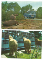 SAFARI RUHE ZOO - ELEPHANTS & HIPPOS - 2 Postcards Lot - MALLORCA ISLAS BALEARES - SPAIN - - Mallorca