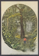 127928/ Les Antilles D'autrefois, Forêt De Saint-Luce, Lianes Et Fougères - Contemporanea (a Partire Dal 1950)