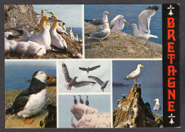 116562/ Oiseaux De Mer De Bretagne, Fou De Bassan, Goélands Argentés, Macareux Et Cormorans - Pájaros