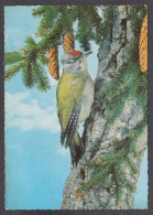 129734/ Pivert, Woodpecker, Kleine Groene Specht - Oiseaux