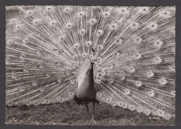 089743/ Paon - Pfau - Orn - Vogels