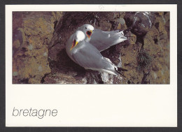 089754/ Mouette Tridactyle, Bretagne - Pájaros