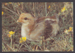 116581/ Poussin - Vogels