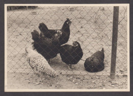 089735/ Poules, Photo-carte - Oiseaux