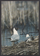 089755/ Mouette Rieuse - Birds