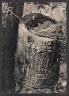 089736/ Jeunes Merles, Photo-carte - Pájaros