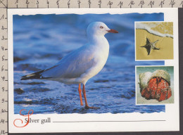 089753GF/ Mouette Argentée, Silver Gull, Australie - Birds