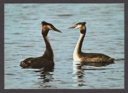 089745/ Grèbes Huppés - Pájaros