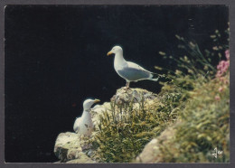 129733/ Couple De Goélands Argentés - Vogels