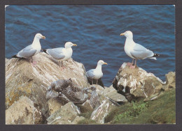 089750/ Goélands Argentés - Vogels