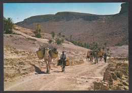 114402/ Piste Dans Le Sud Tunisien - Tunisie