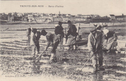 56 - LA TRINITE Sur MER : Bancs D'Huitres - Peu Courant. - La Trinite Sur Mer