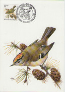 MC BUZIN / Roitelet Huppé / Goudhaantje / Regulus Regulus / Goldcrest / Wintergoldhähnchen  1991 - Passereaux