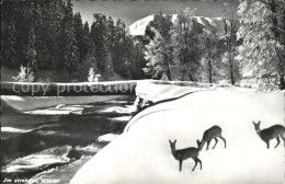 11781306 Davos Platz GR Rehe Auf Futtersuche Im Winter Davos Platz - Sonstige & Ohne Zuordnung