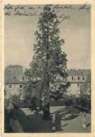 Vegesack - Mammutbaum - Bremen