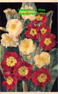 R422064 Polyanthus. Latin Name Primula Polyantha. PC 20. Dixon. 1952 - Welt