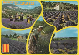 CUEILLETTES DE LA LAVANDE, MULTIVUE  COULEUR REF 16375 - Cultivation