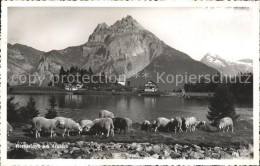 11769826 Arnisee Panorama Schafherde Arnisee - Sonstige & Ohne Zuordnung