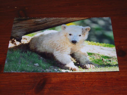 75683-      BEREN / BEARS / BÄREN / OURS / ORSI - Bears