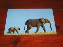 75691-       OLIFANTEN / ELEPHANTS, DIEREN / ANIMALS / TIERE / ANIMAUX / ANIMALES - Elefanti