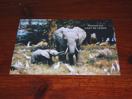75697-       OLIFANTEN / ELEPHANTS, DIEREN / ANIMALS / TIERE / ANIMAUX / ANIMALES - Elefantes