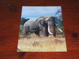 75701-       OLIFANTEN / ELEPHANTS, DIEREN / ANIMALS / TIERE / ANIMAUX / ANIMALES - Elefantes