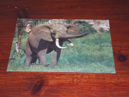 75702-       OLIFANTEN / ELEPHANTS, DIEREN / ANIMALS / TIERE / ANIMAUX / ANIMALES - Elephants