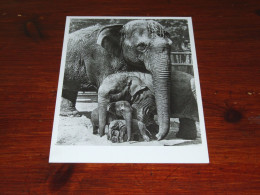 75703-       OLIFANTEN / ELEPHANTS, DIEREN / ANIMALS / TIERE / ANIMAUX / ANIMALES - Elefantes