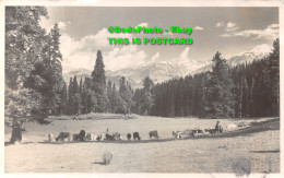R422708 Unknown Meadow. Cows. Postcard. 1943 - Welt