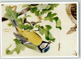 39686409 - Aus Der Bunttafel Von Franz Murr - Birds