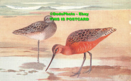 R449379 Bar Tailed Godwit. Limosa Lapponica. RS Series - Wereld