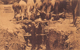 Ethiopia - Dankali Cattle At The Watering Hole - Publ. J. A. Michel 6883 - Etiopía